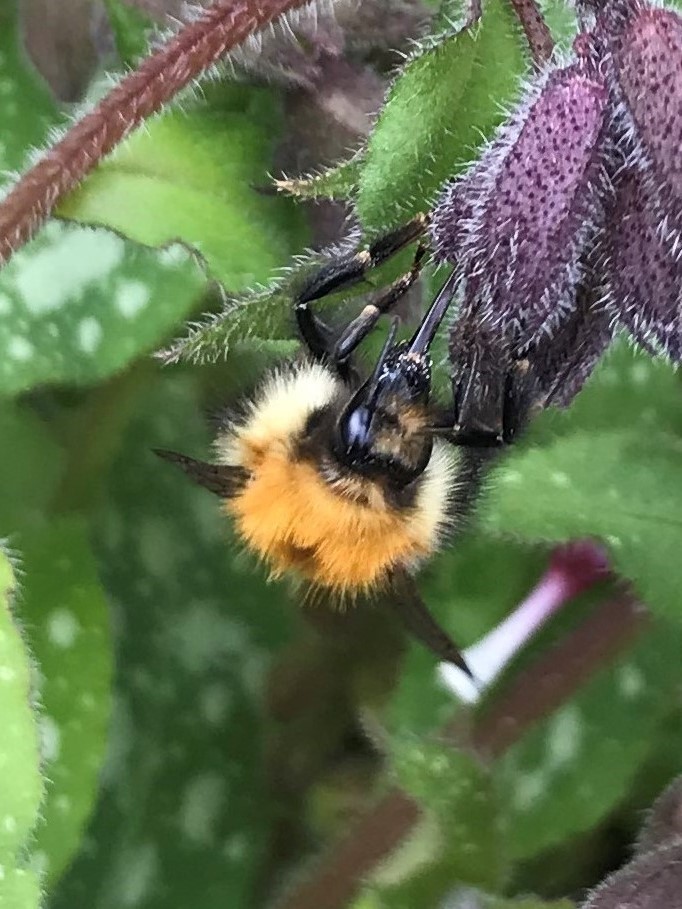 Addingham Civic Society 2023 Photography Competition