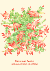 Christmas Cactus
